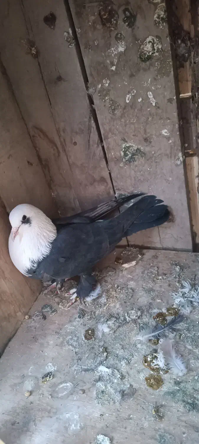 کفتر کله سفیدکربلایی زاغ دم سفید سرخ. افغانی رنگی|پرنده|باقرشهر, |دیوار