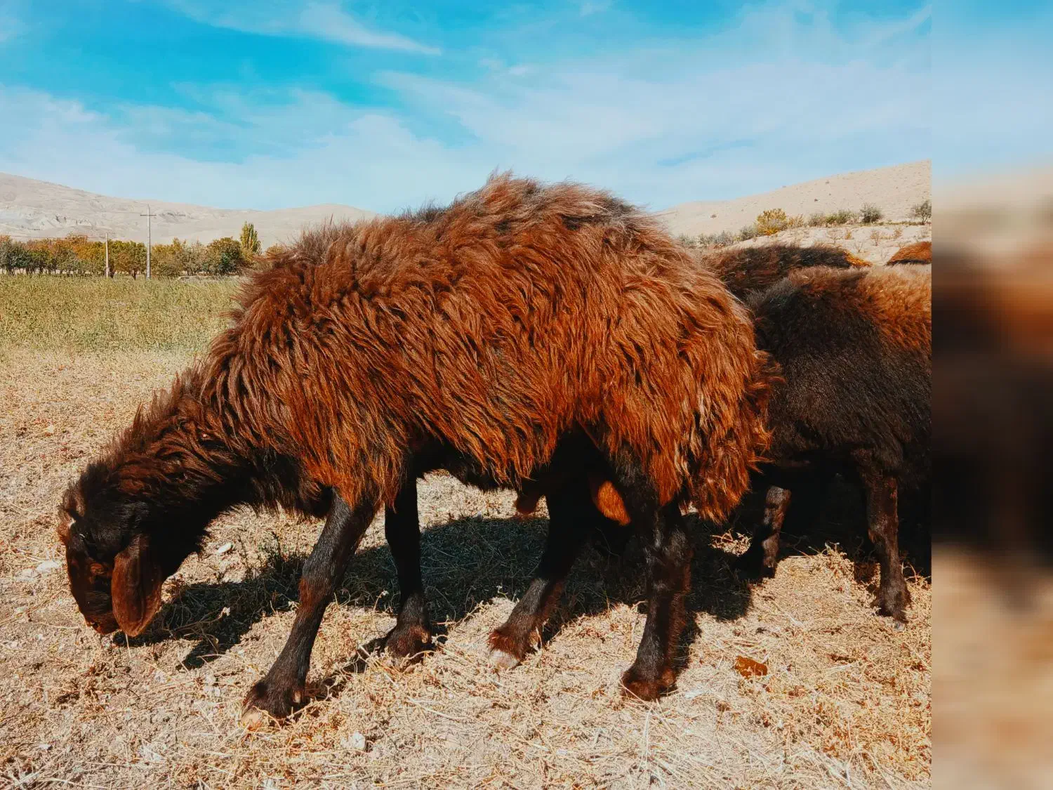 شیشک قوچ همو افشاری اصیل آماده واگذاری|حیوانات مزرعه|شادیان, |دیوار