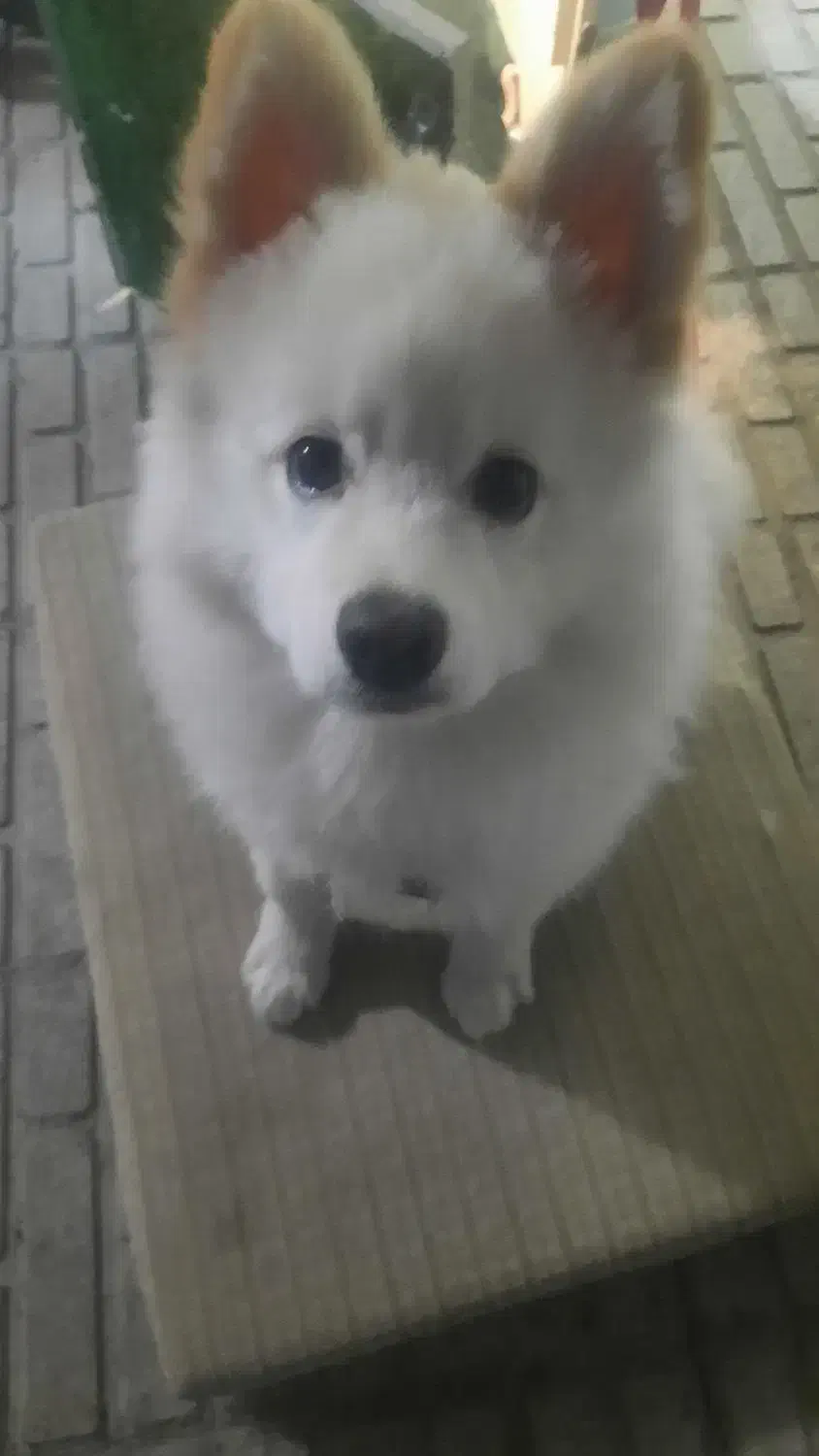 سگ سامویید|سگ|کرمانشاه, |دیوار