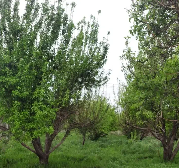 فروش فوری باغ سیب،موقعیت عالی کنار جاده اصلی|فروش زمین و ملک کلنگی|شاهین دژ, |دیوار