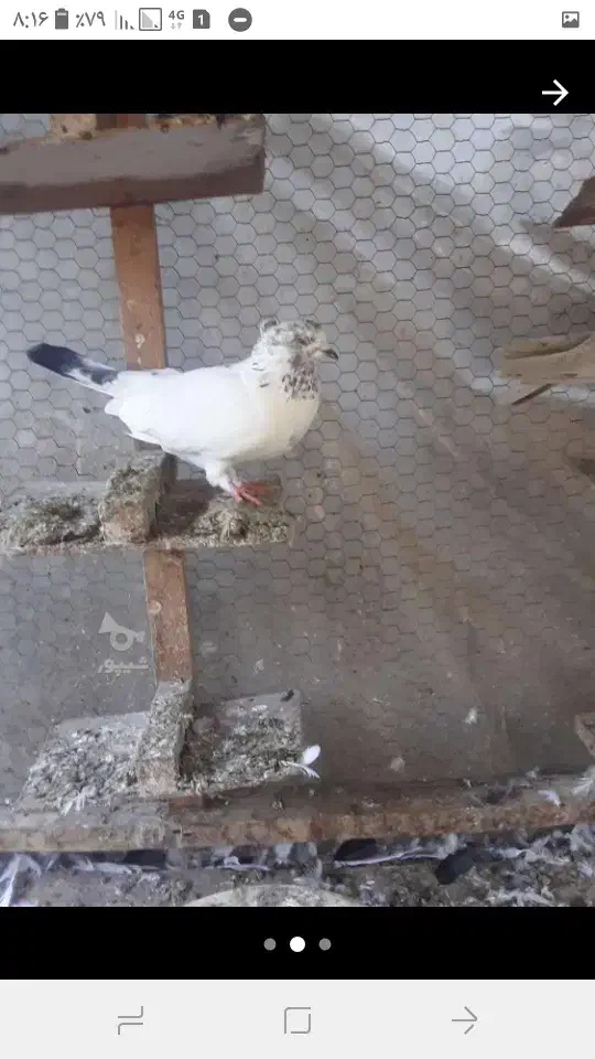 کبوتر پرشی غریبگیری|پرنده|قائمشهر, |دیوار