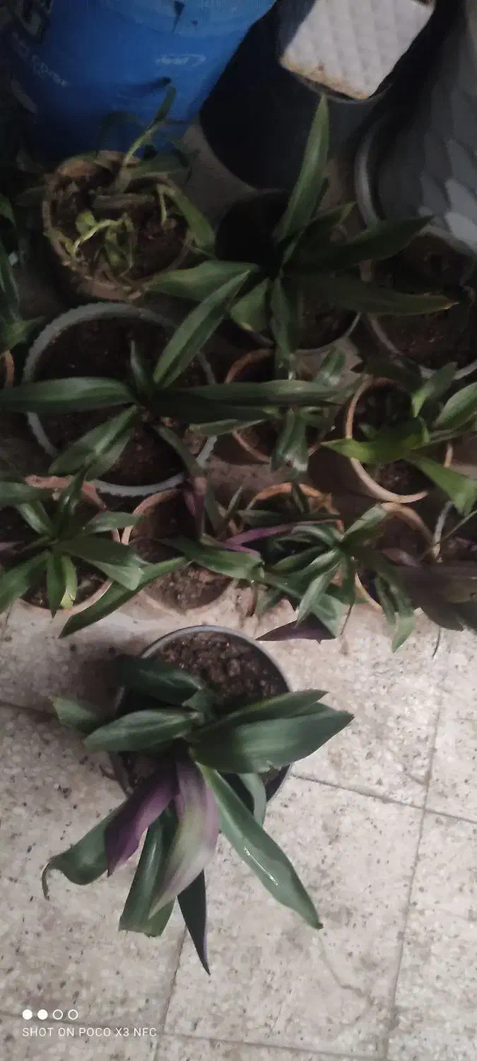 گل ارزون|گل و گیاه طبیعی|شیراز, انجیر|دیوار