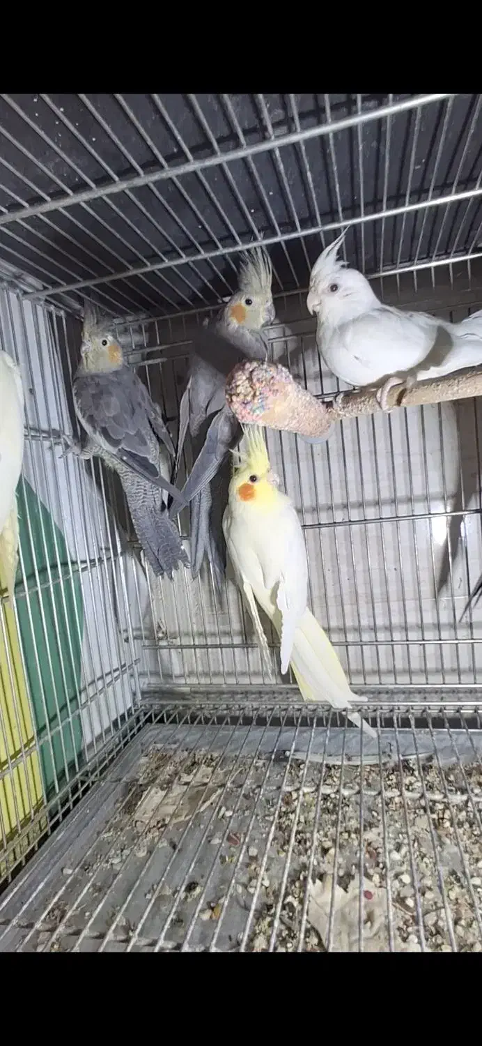 عروس هلندی|پرنده|قم, سراجه (۱۵ خرداد)|دیوار