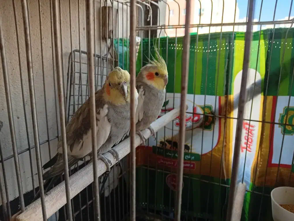 عروس هلندی|پرنده|پرند, فاز ۵|دیوار