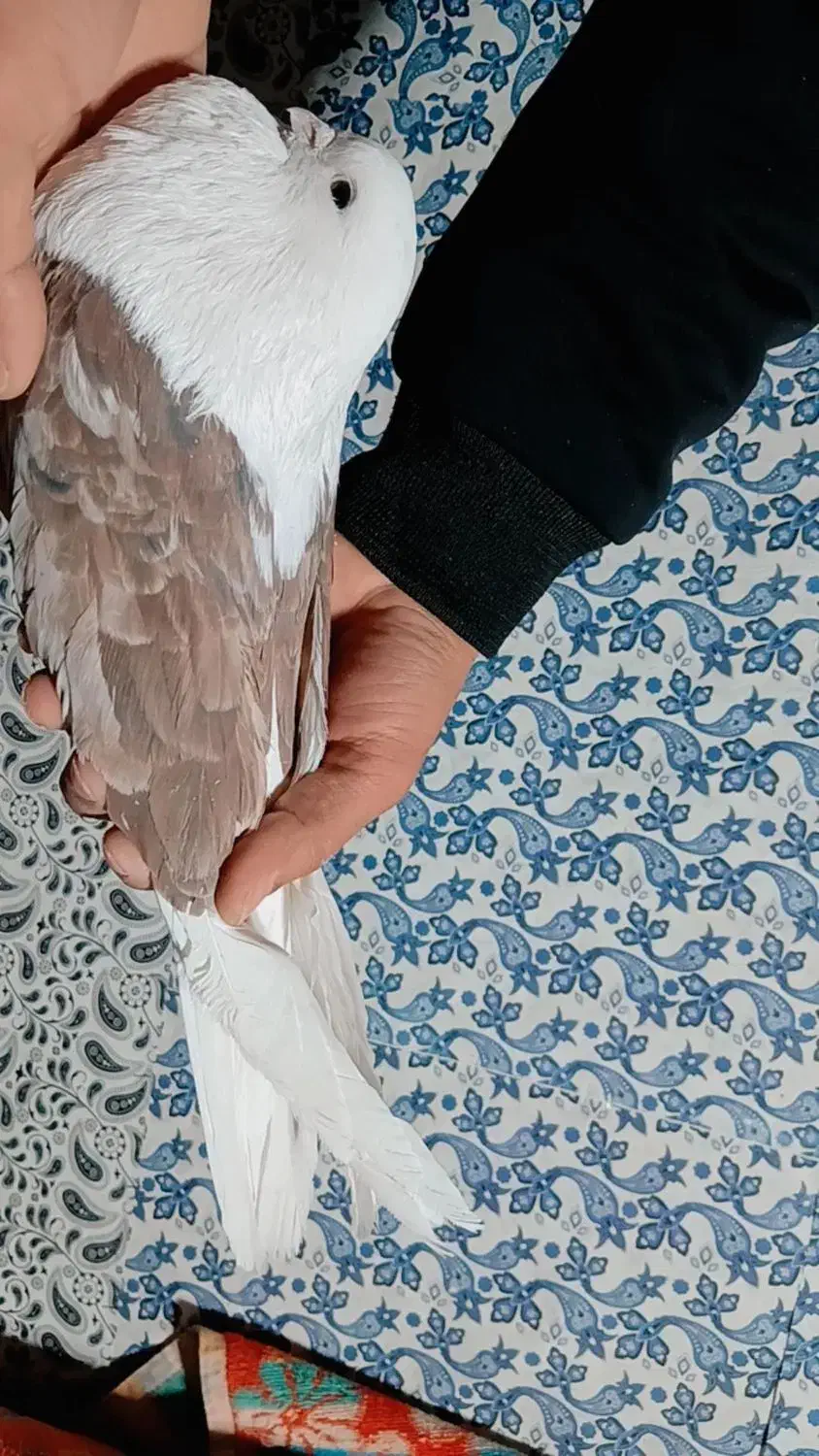 پشت سرور تهرانی|پرنده|کرمان, |دیوار