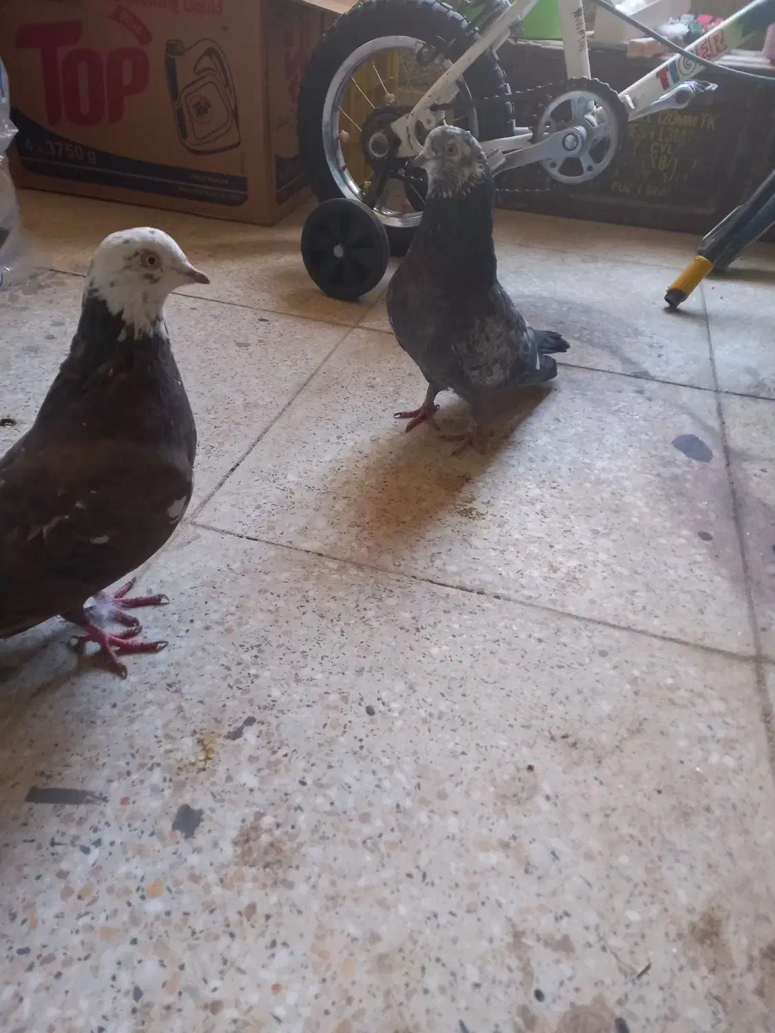 یک جفت کفتر|پرنده|ملایر, |دیوار