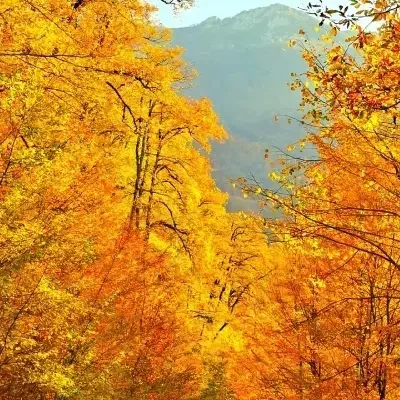 پول در بیار|فعالیت داوطلبانه|گنبد کاووس, |دیوار