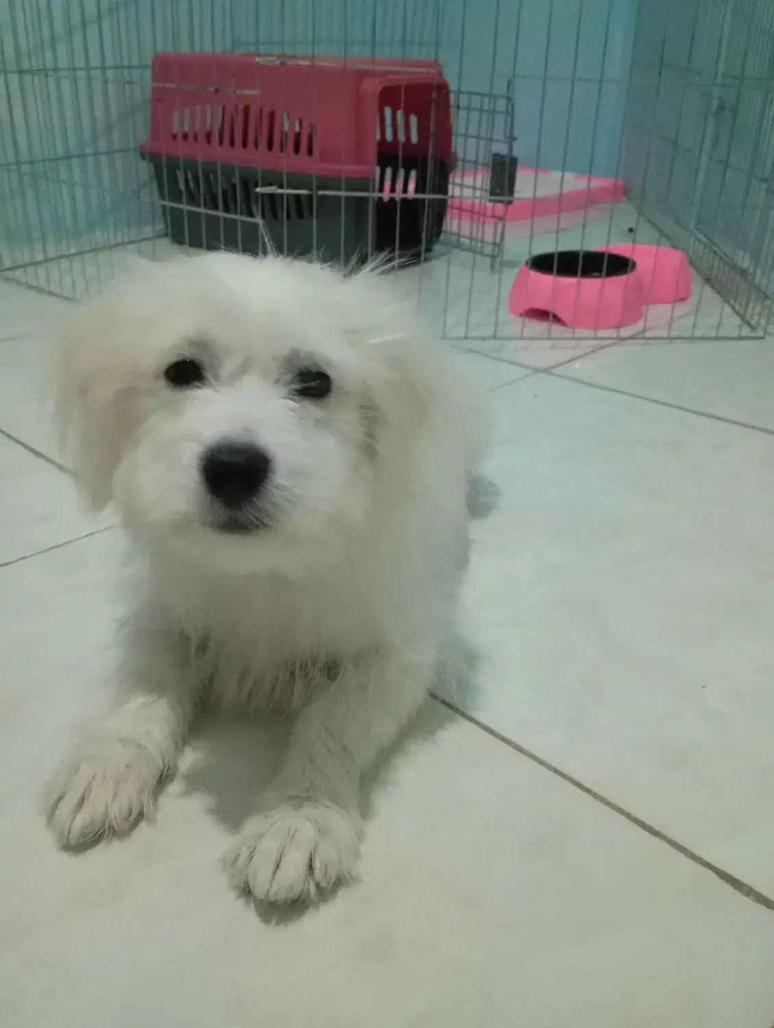 ل او|سگ|اسلام‌شهر, شهرک واوان|دیوار