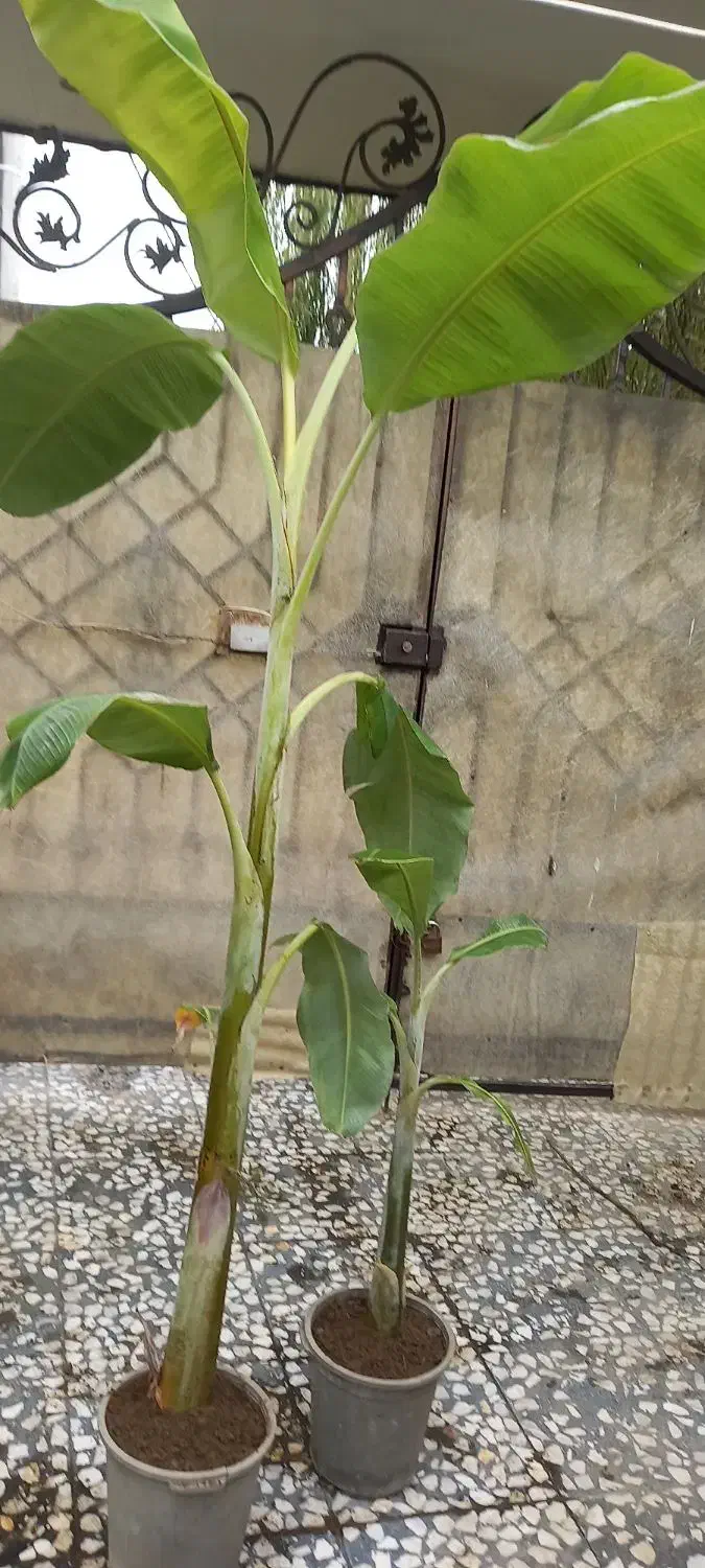 گل وگیاه|گل و گیاه طبیعی|رودسر, |دیوار