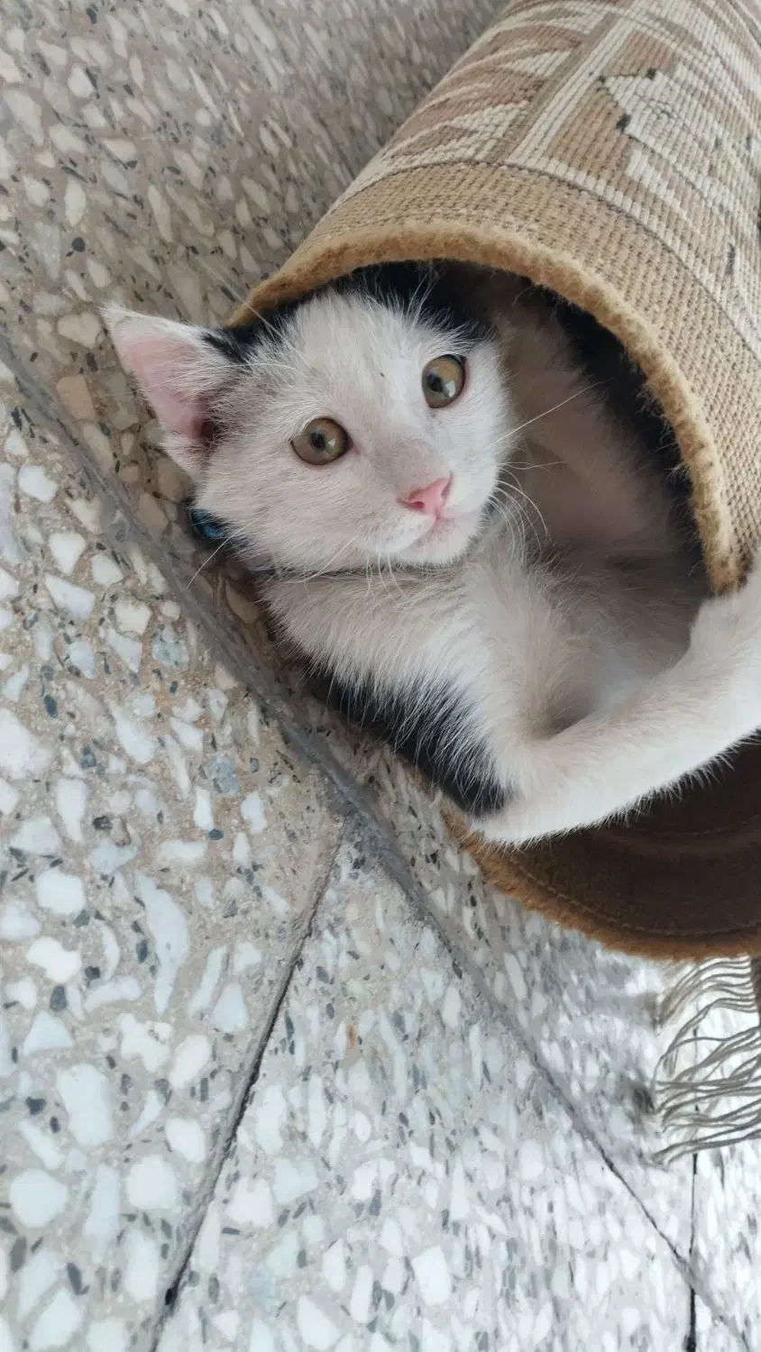 بچه گربه|گربه|لنجان, |دیوار