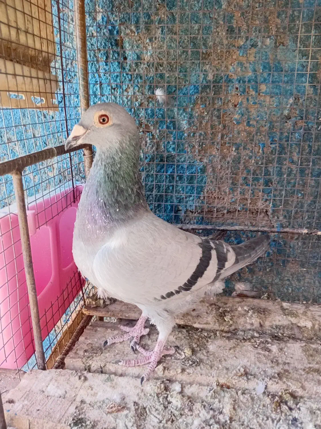 سبزپلاکی ماده|پرنده|بم, |دیوار