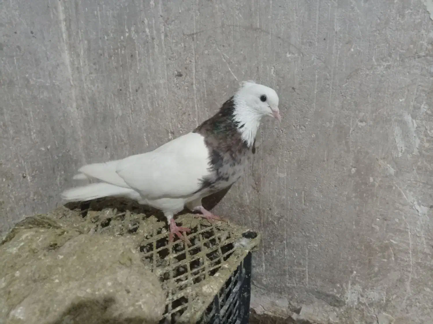 طوقی هفت رنگ|پرنده|مینودشت, |دیوار