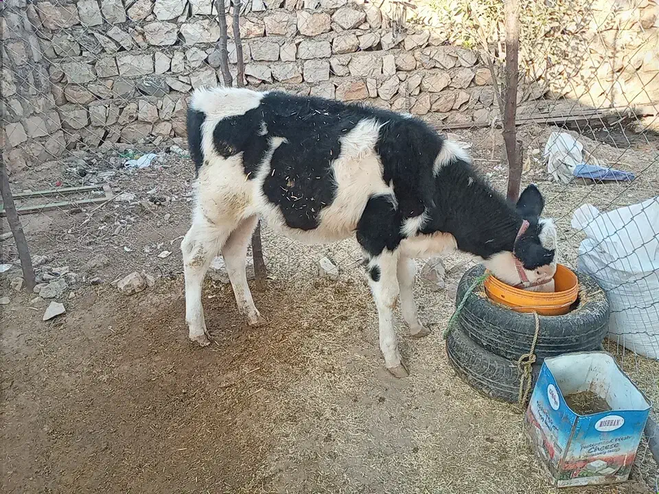 گاو و گوساله|حیوانات مزرعه|چگنی, |دیوار