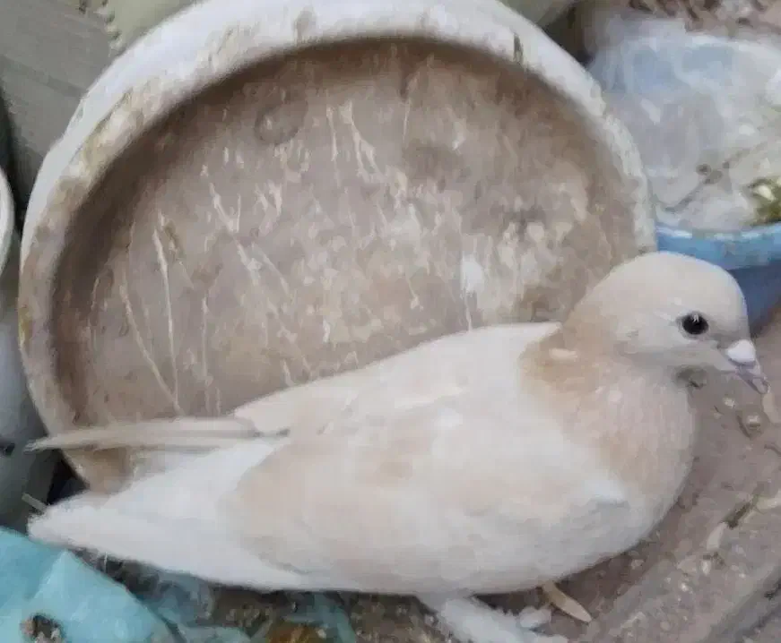 کفتر زرد|پرنده|کرمان, |دیوار