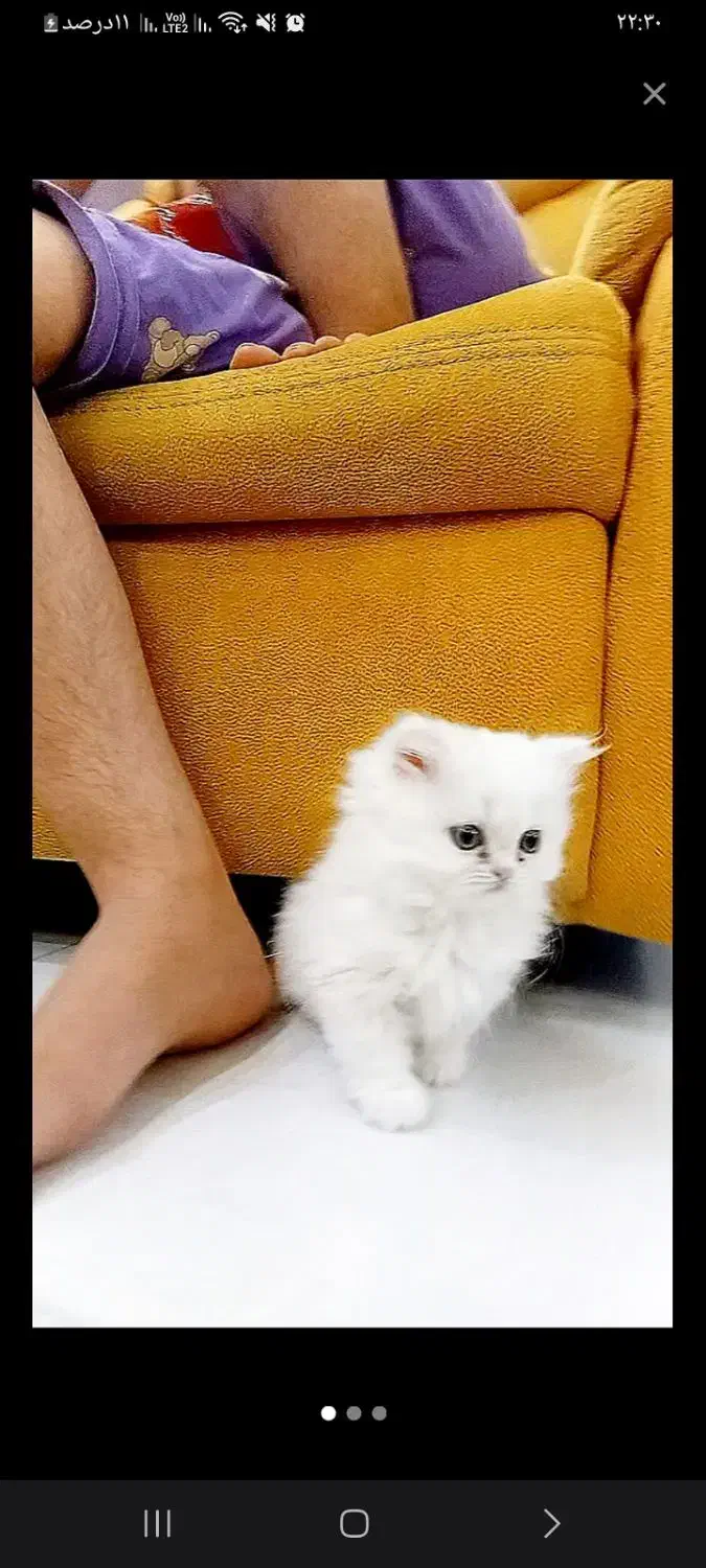 نینی کوچولوگربه|گربه|قم, پردیسان|دیوار