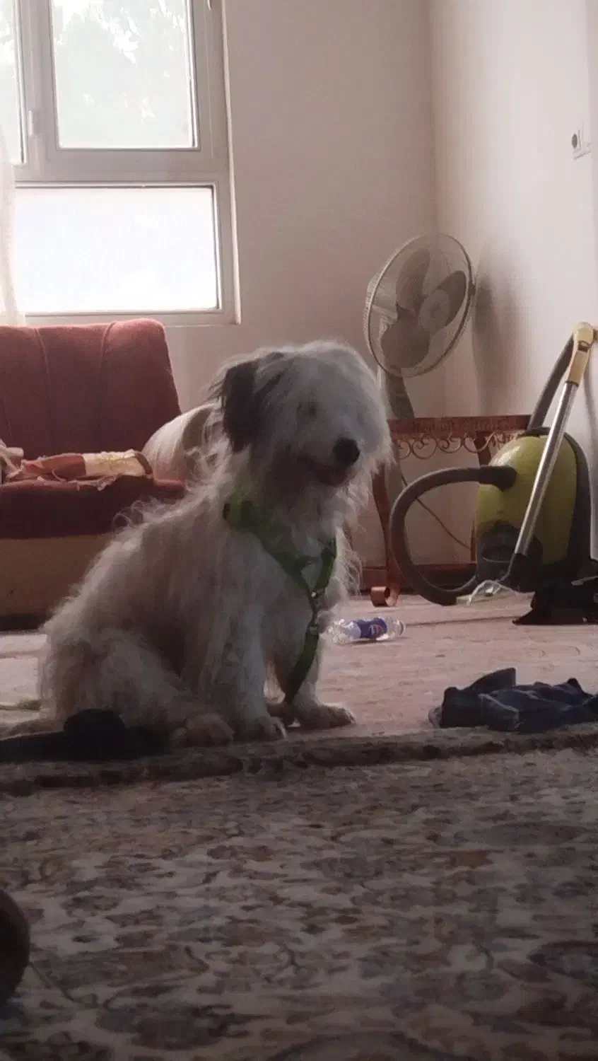 شیتزو|سگ|سبزوار, عظیمیان|دیوار