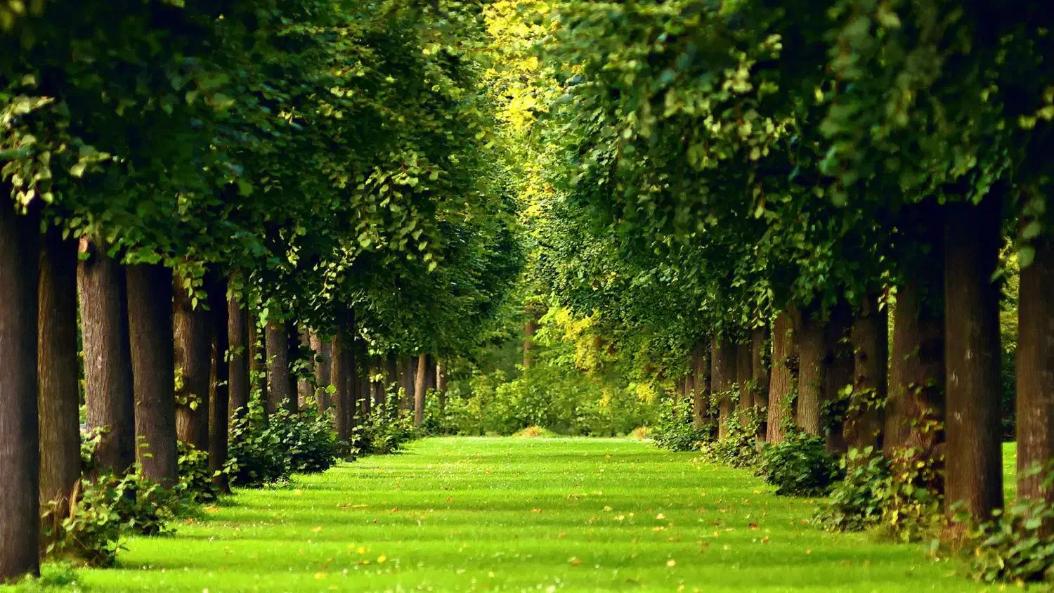 زمین فروشی آماده ساخت|فروش زمین و ملک کلنگی|تربتحیدریه, شهرک ولیعصر|دیوار