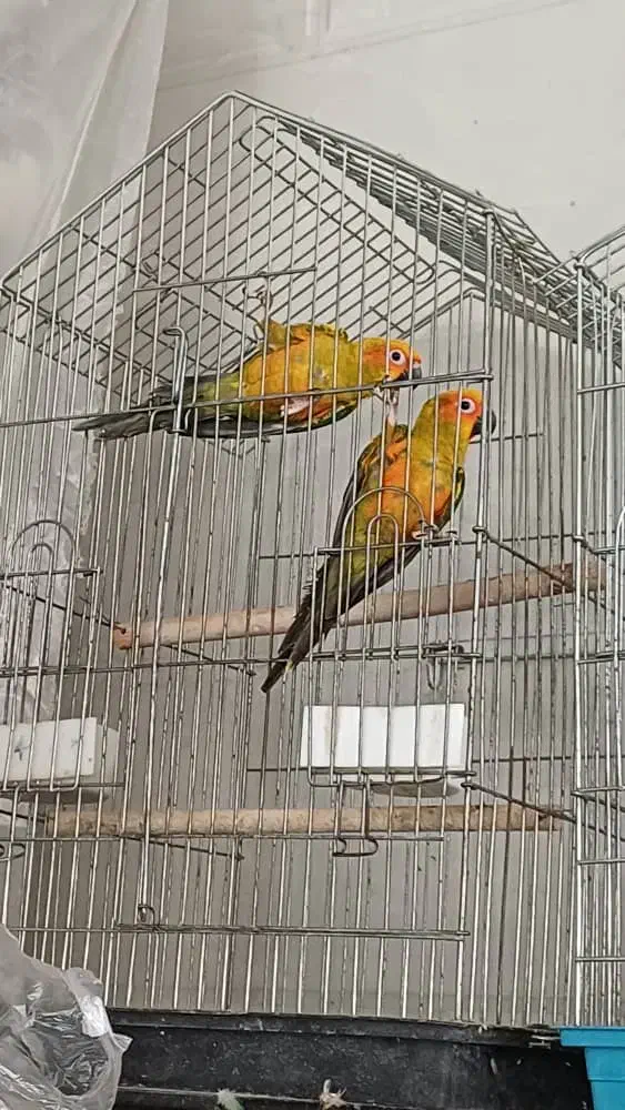 یک جفت طوطی خورشیدی نر رام پرورش خانگی|پرنده|بهارستان, |دیوار