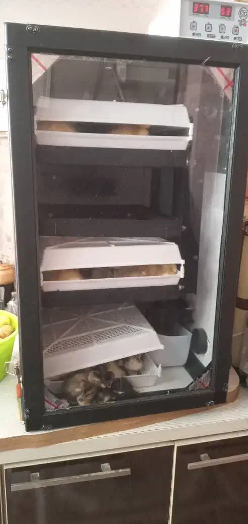 دستگاه جوجکشی 168تایی، اسکندری|لوازم جانبی حیوانات|رشت, گیل|دیوار