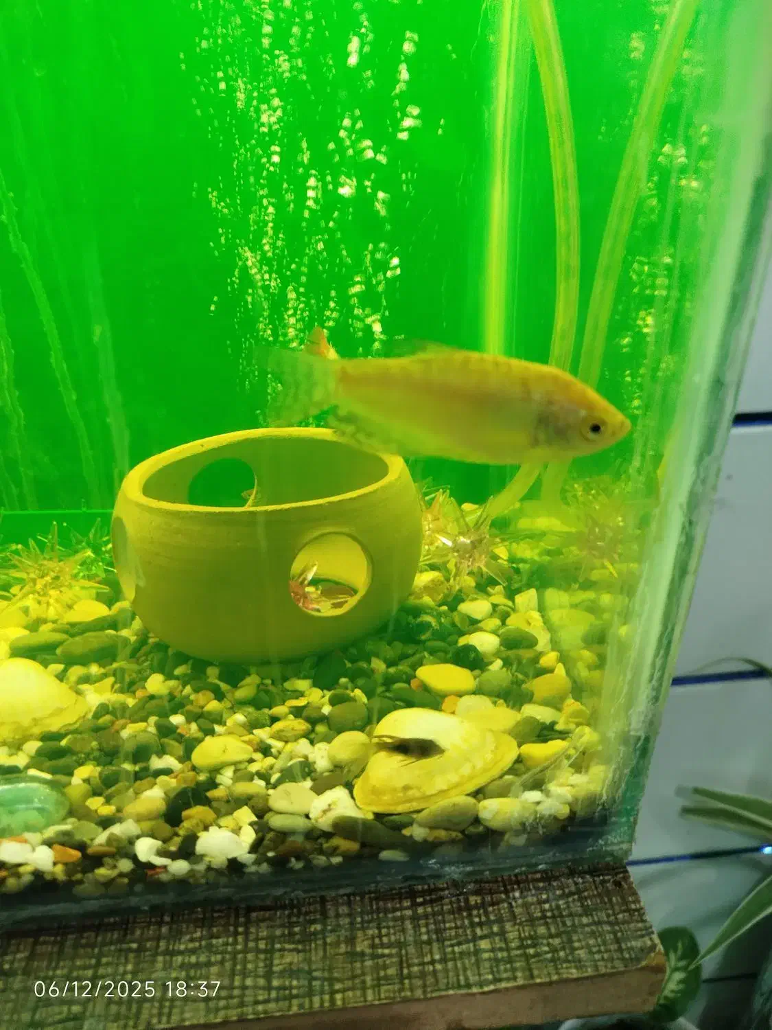 ماهی گورامی|ماهی|قیدار, |دیوار