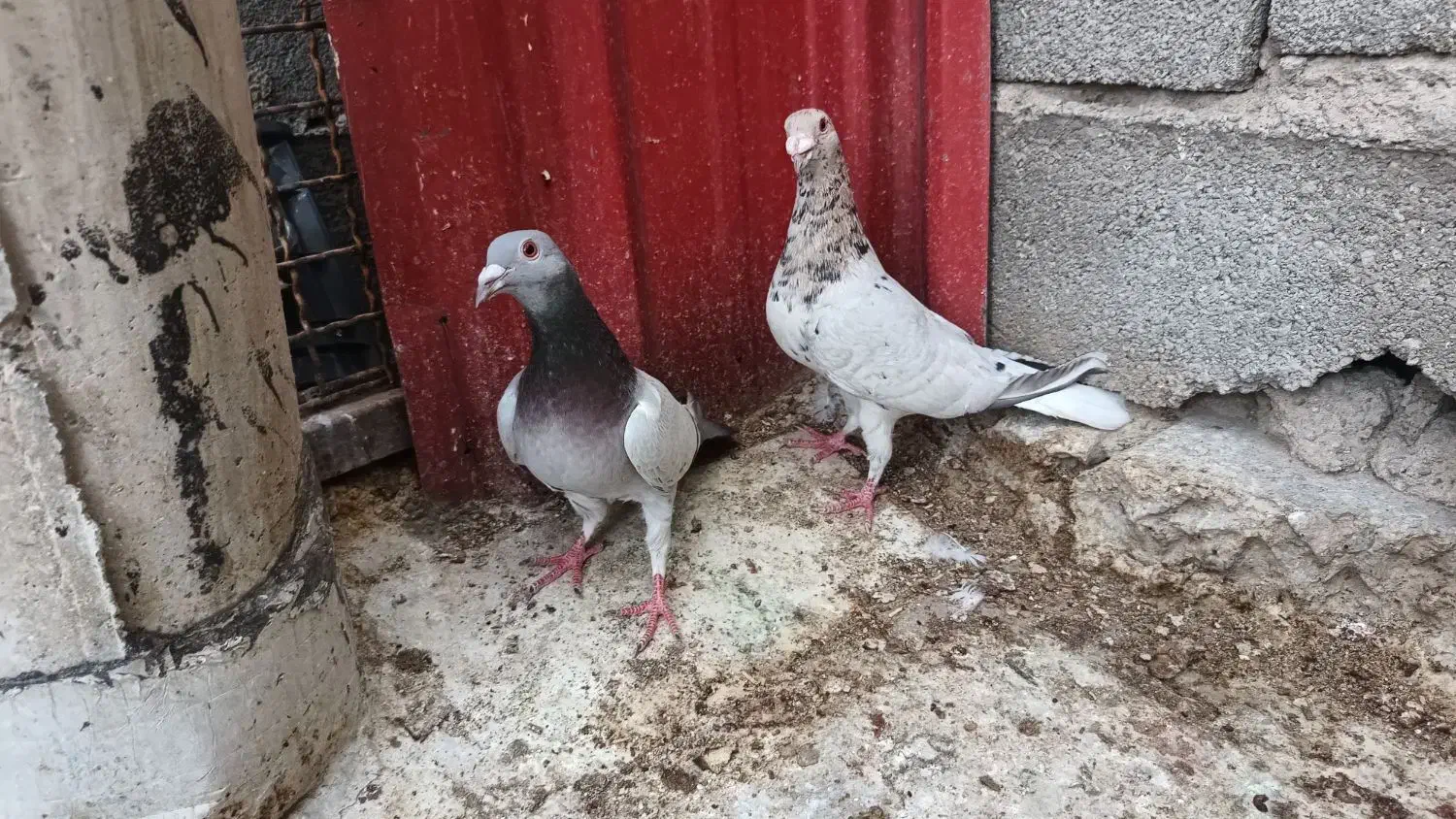 کبوتر|پرنده|محمدیه-قزوین, |دیوار