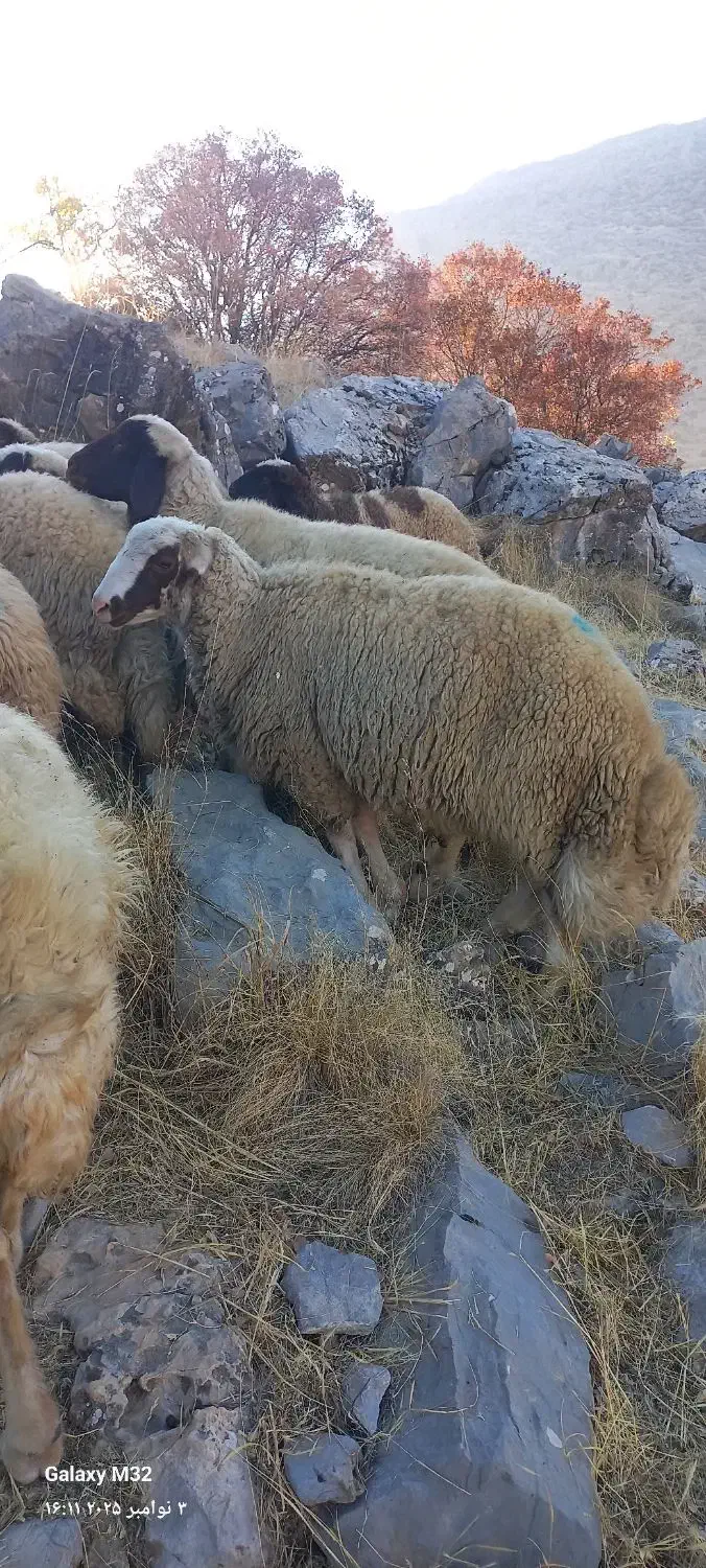 قوچ کاور ورن سنجابی|حیوانات مزرعه|بیلوار, |دیوار