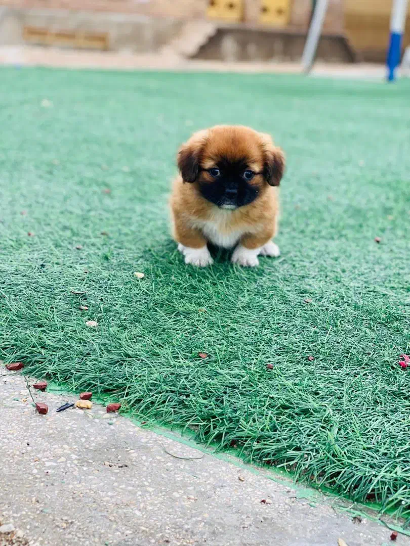 سگ پامر|سگ|شیراز, چوگیاه|دیوار