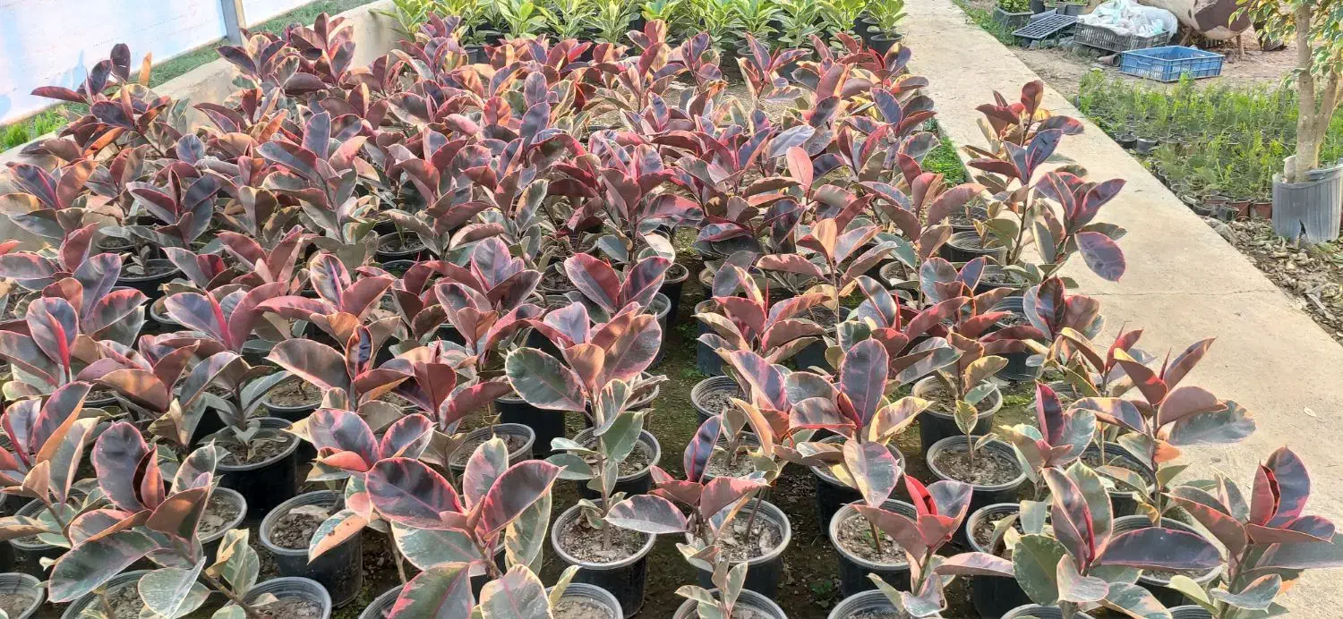 فروش عمده فیکوس شرابی و آلتیسما|گل و گیاه طبیعی|نکا, |دیوار