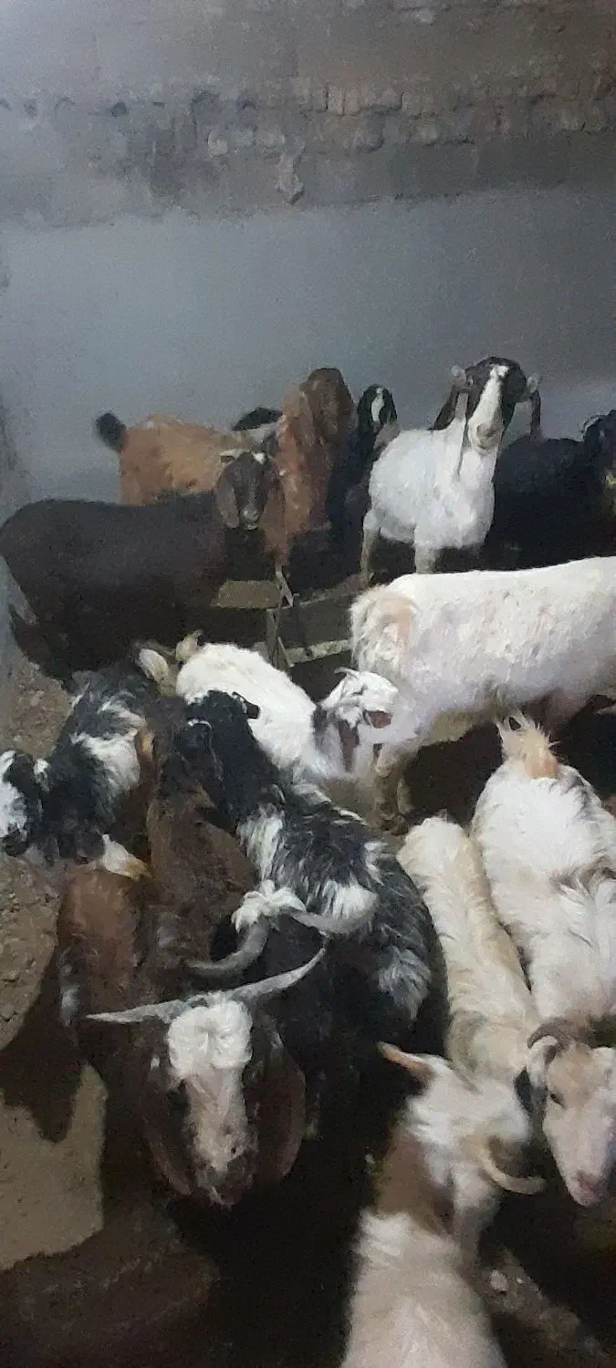 بز و بزقاله|حیوانات مزرعه|قوچان, |دیوار