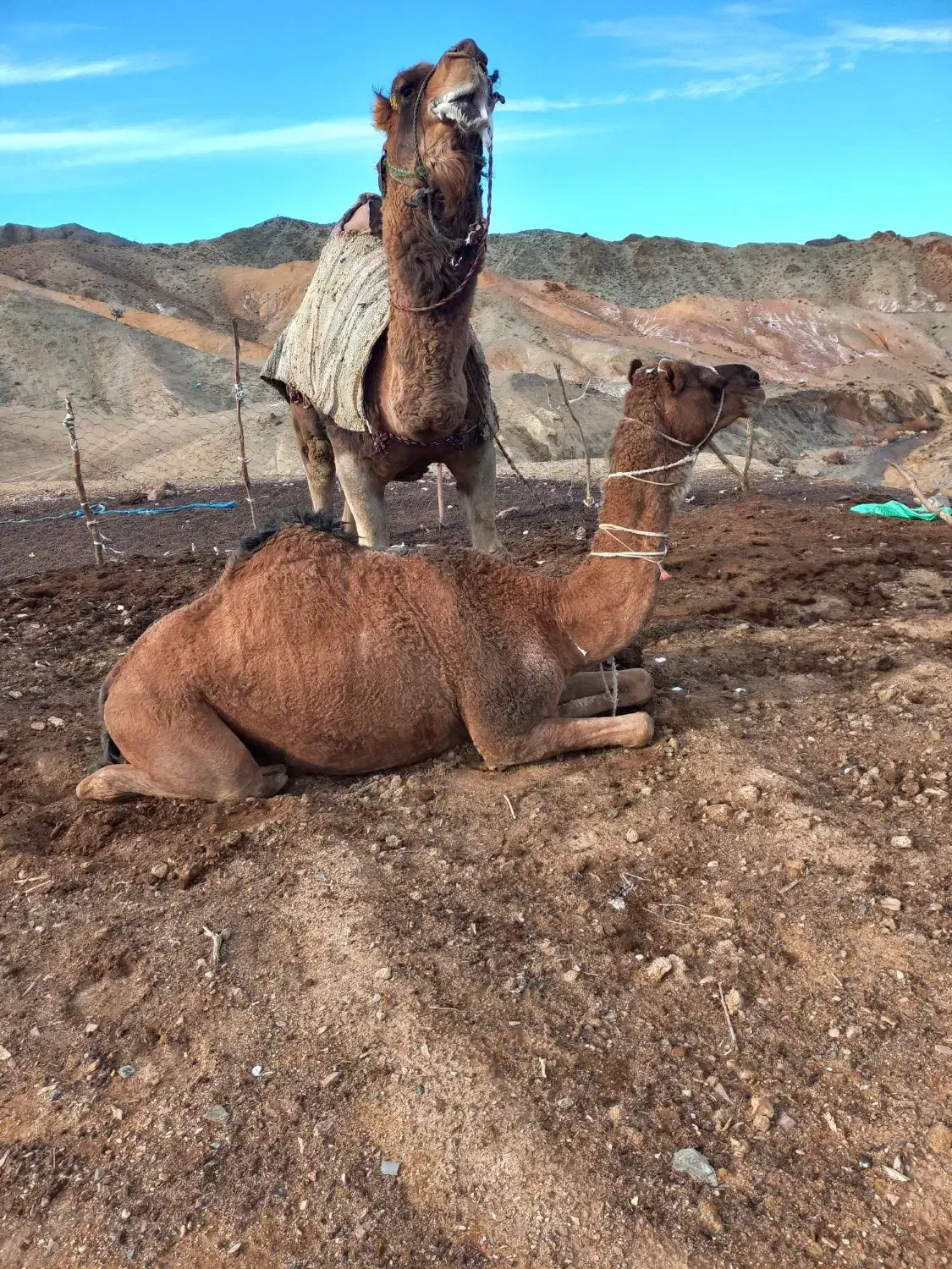 شترنر|حیوانات مزرعه|تفتان, |دیوار