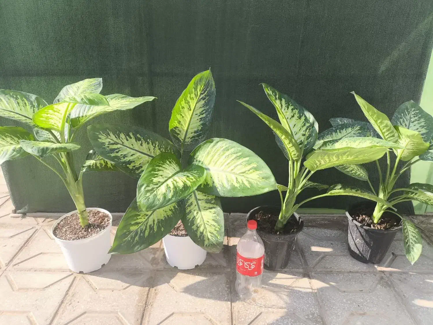 گل و گیاه، گلدان،کود و بستر کشت گیاهان آپارتمانی|گل و گیاه طبیعی|طبس, |دیوار