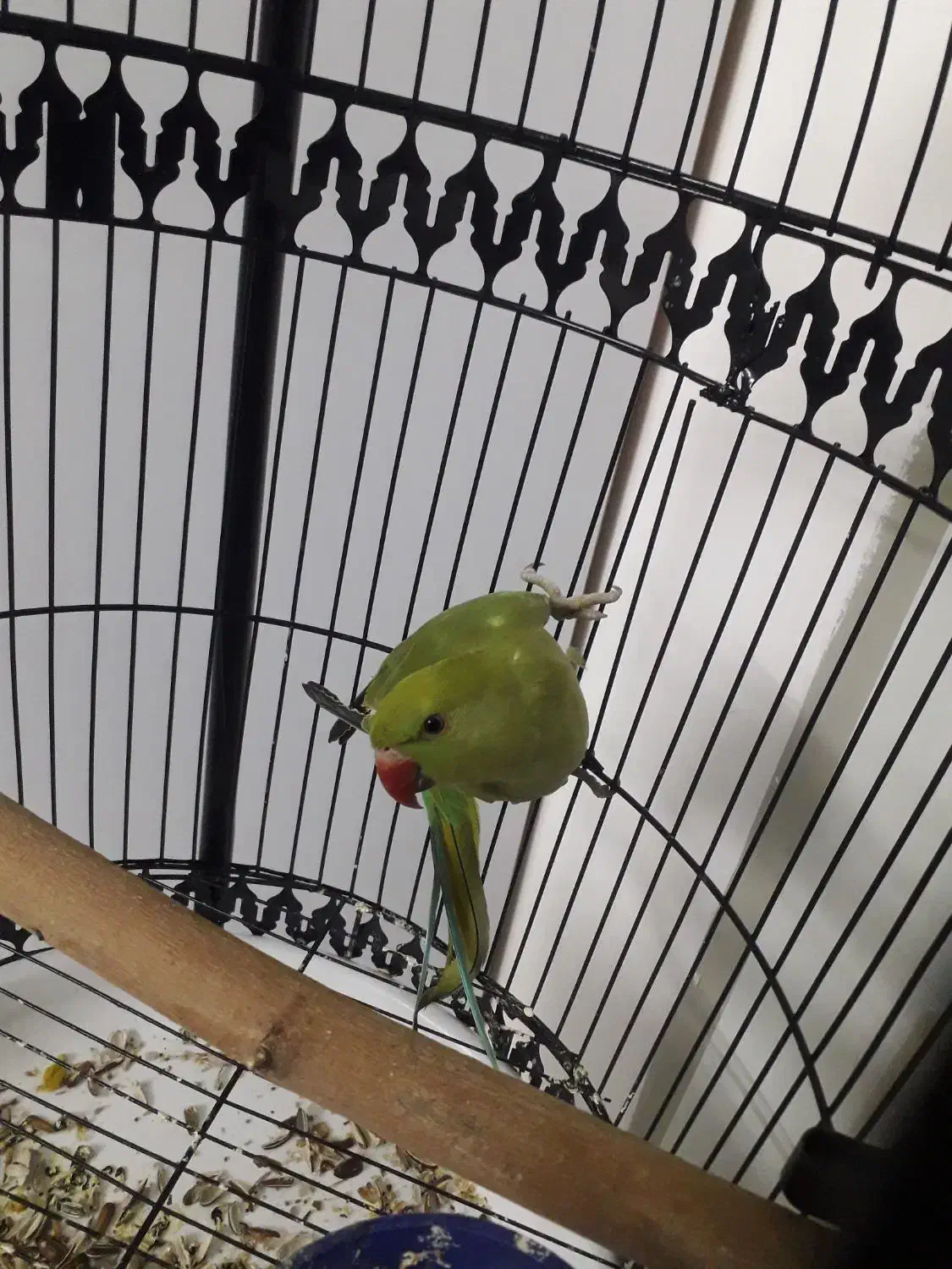 طوطی نر|پرنده|بیرجند, |دیوار