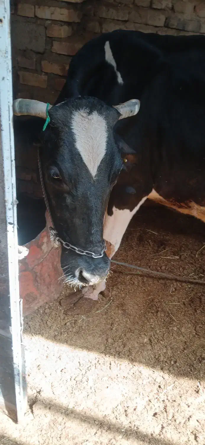 گاوشیری باگوساله نر خارجی|حیوانات مزرعه|زابل, |دیوار