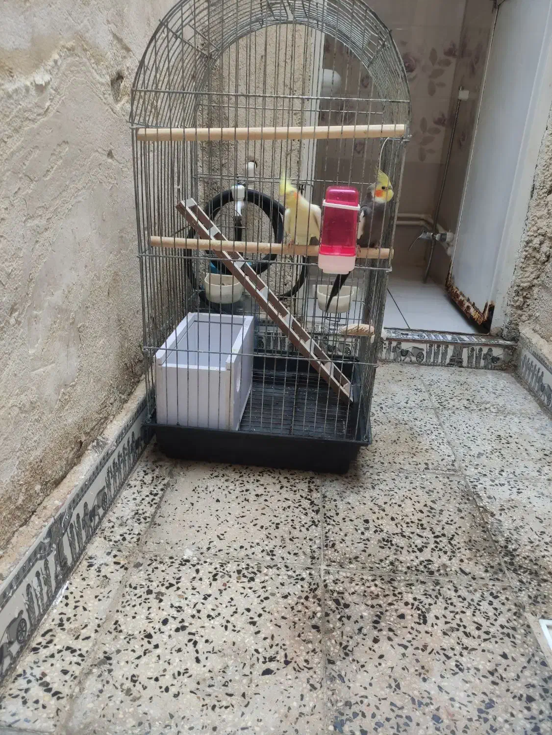 پرنده عروس هلندی|پرنده|چهاردانگه (تهران), |دیوار