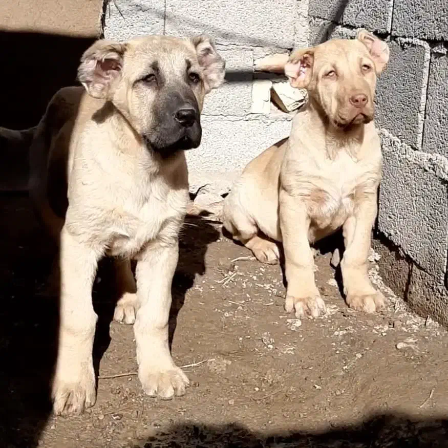 سگ سرابی|سگ|جلفا, |دیوار