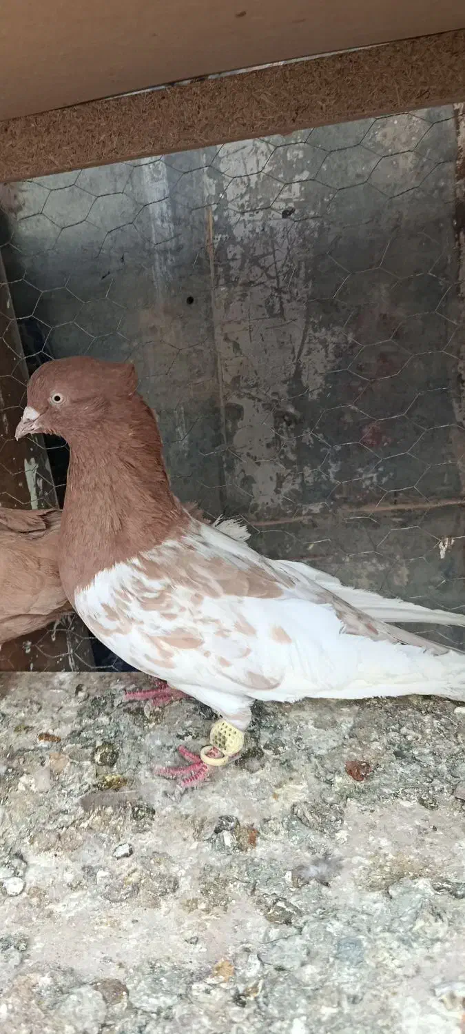 کفتر|پرنده|شیراز, شهدای شهرک سعدی|دیوار