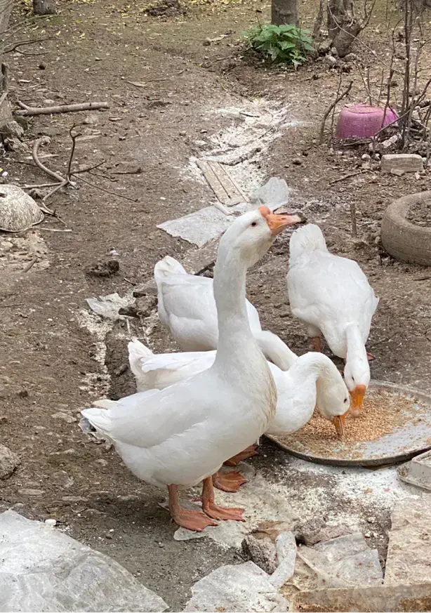 غوغاز سالم|حیوانات مزرعه|رشت, یخسازی|دیوار