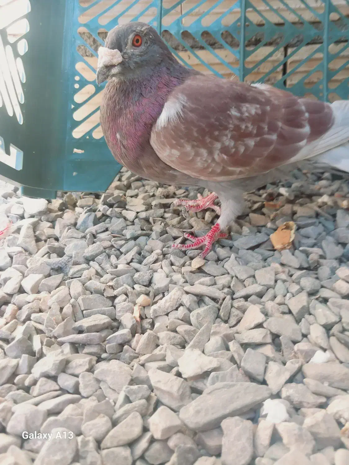 بور مگس نر|پرنده|زاهدان, |دیوار