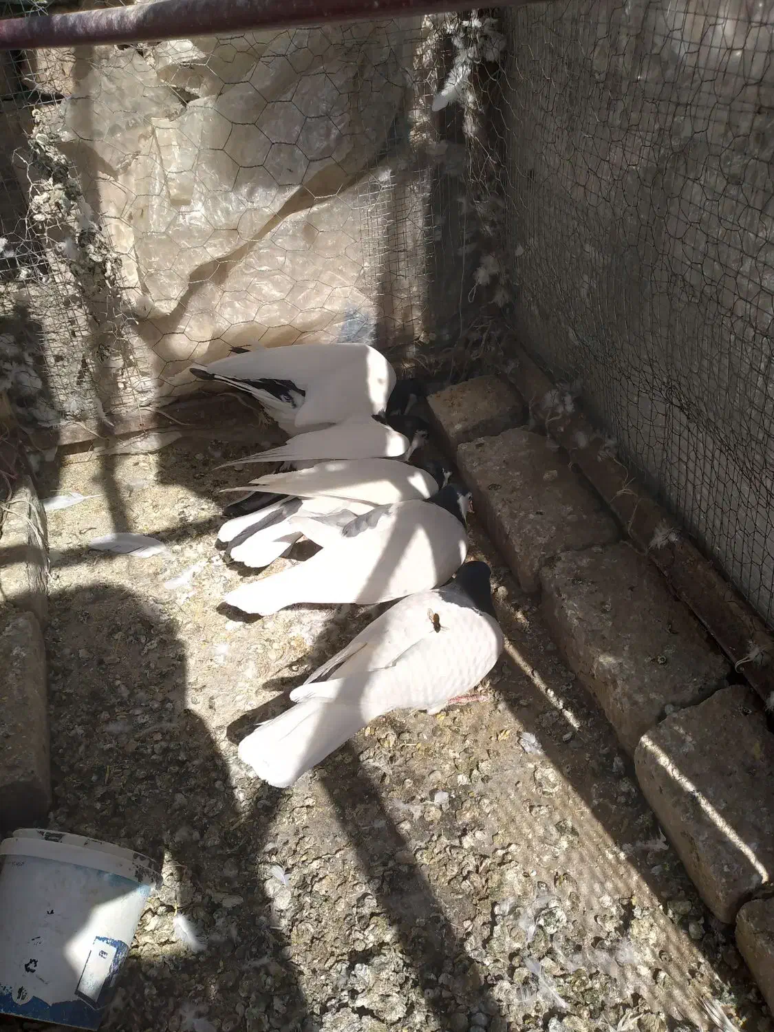 کبوتر چپ و راست و خال|پرنده|تربتحیدریه, اندیشه|دیوار