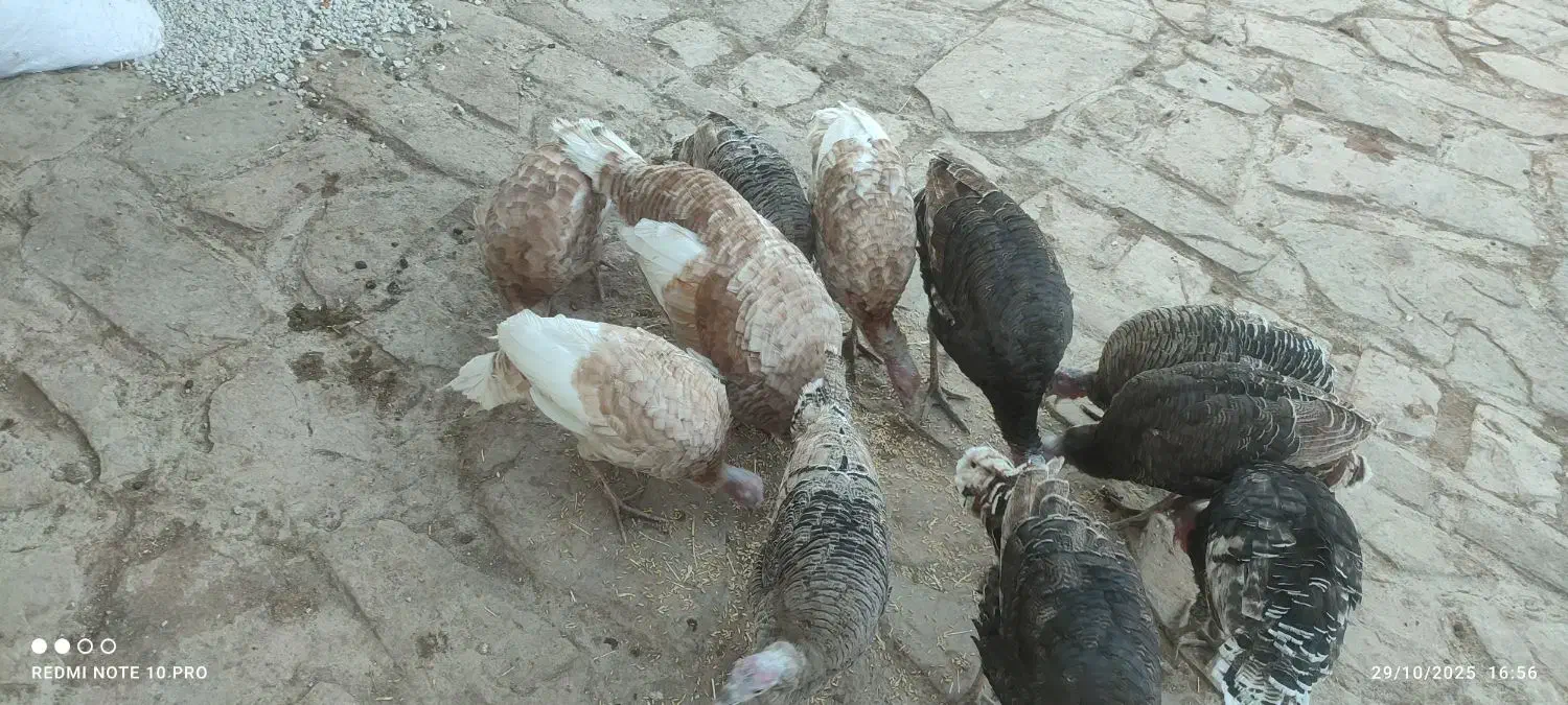 12جوجه ی بزرگ بوقلمون|حیوانات مزرعه|پاپی, |دیوار