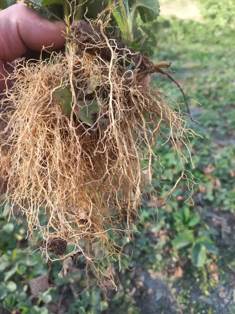 نشا پاروس|گل و گیاه طبیعی|سروآباد, |دیوار