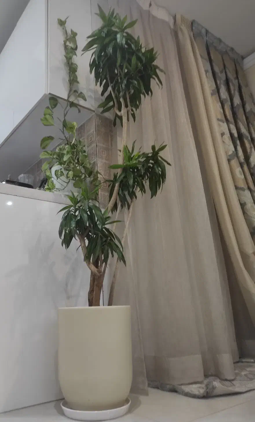 درختچه بامبو خاکی (پیلهموا) ریشه بنسای|گل و گیاه طبیعی|تهران, جردن|دیوار