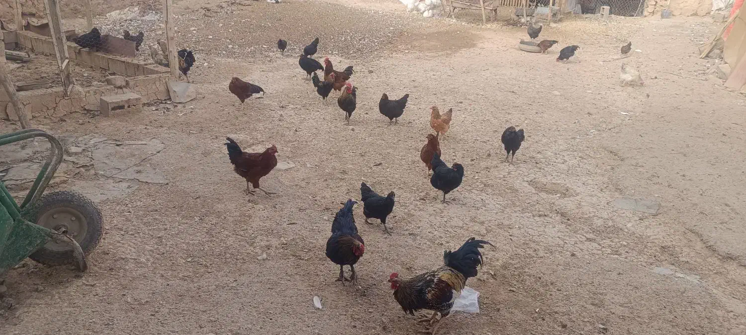 خروس محلی|حیوانات مزرعه|رزن, |دیوار