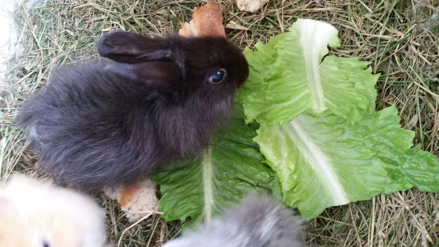 بچه خرگوش لوپ هلندی|موش و خرگوش|کردکوی, |دیوار