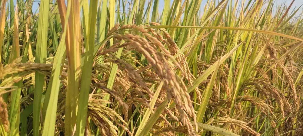 شلتوک درجه یک|خوردنی و آشامیدنی|اهواز, اسماعیلیه|دیوار