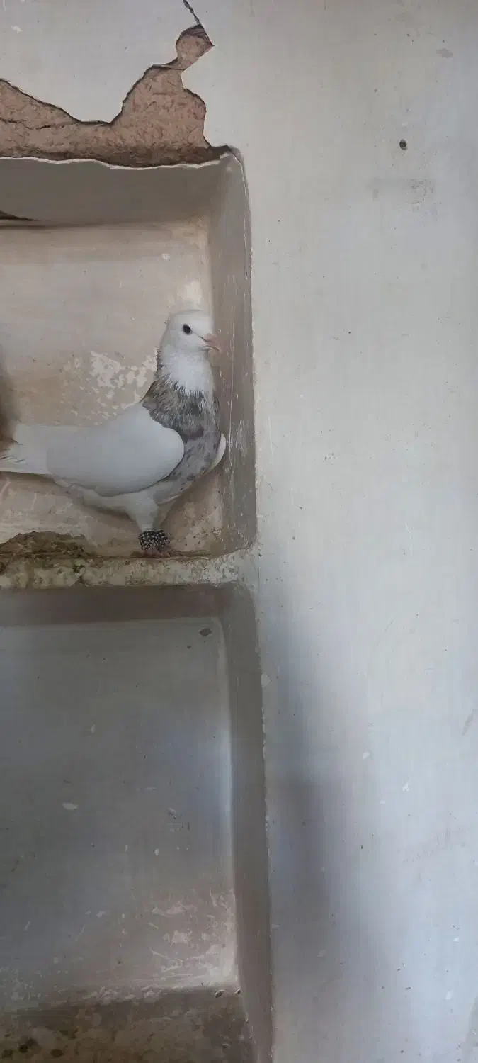 طوقی آجری|پرنده|اسدآباد, |دیوار