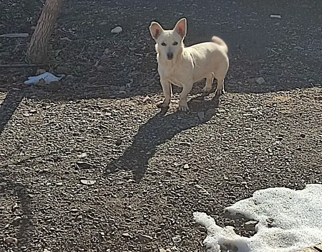 سگ .|سگ|نیشابور, گنبد سبز|دیوار