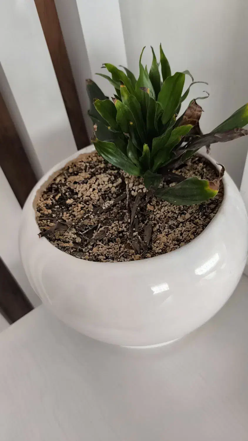 گل وگیاه|گل و گیاه طبیعی|کاشمر, |دیوار