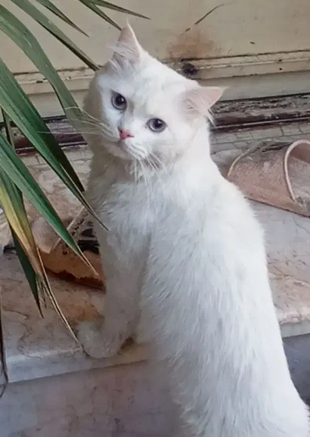 گربه پرشین|گربه|مشهد, مشکینی (شهرک غرب)|دیوار