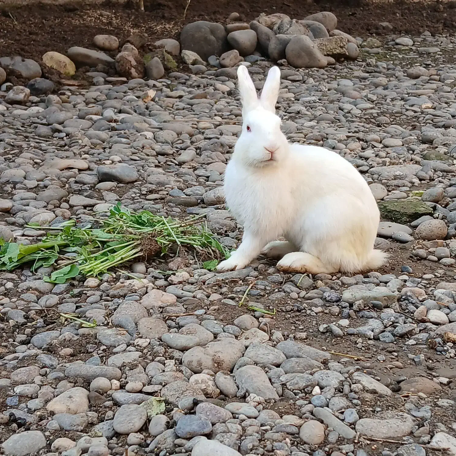 خرگوش|موش و خرگوش|رشت, حومه رشت|دیوار